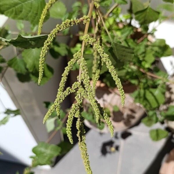 Amaranthus viridis Цвят