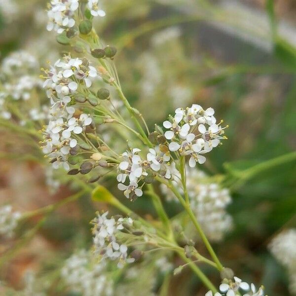 Lepidium latifolium Flor