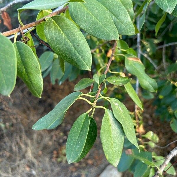 Prunus ilicifolia Leaf