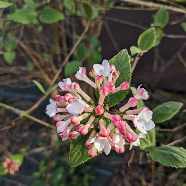 Viburnum carlesii Flower