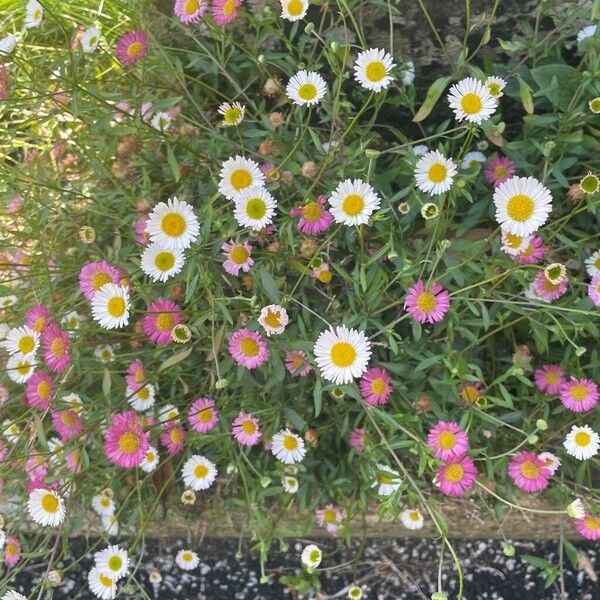 Erigeron karvinskianus Hàbitat