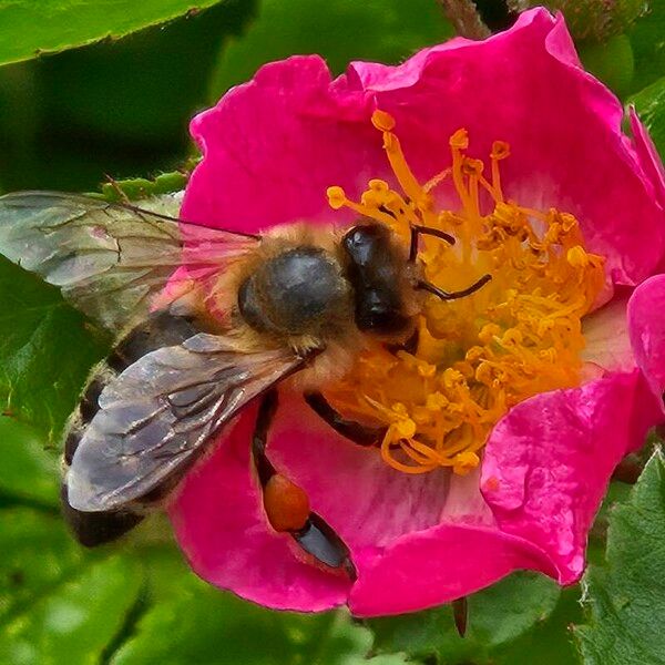 Rosa pendulina Λουλούδι