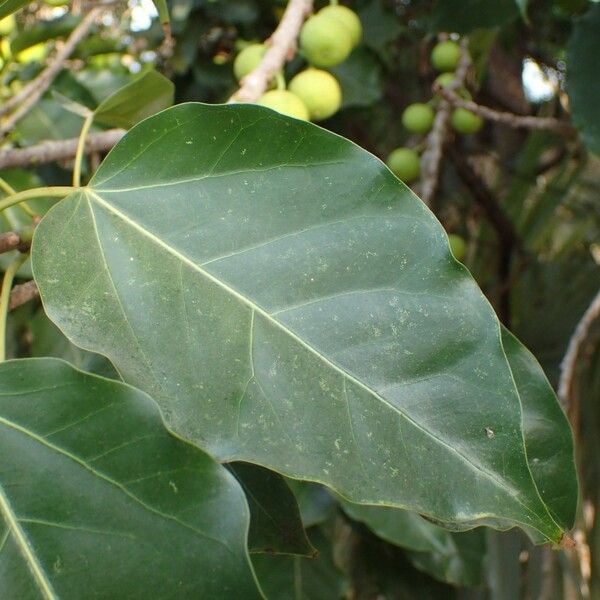 Ficus polita Blad