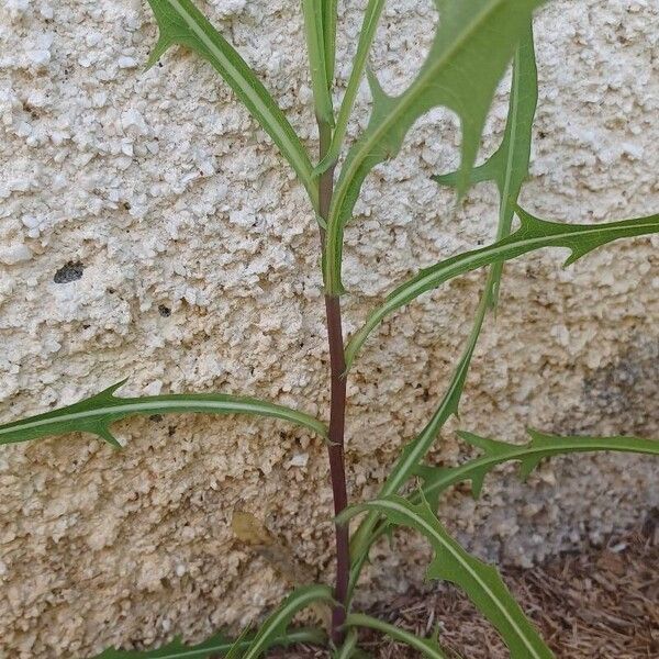 Lactuca saligna Leaf