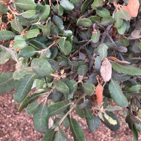 Quercus ilex 叶