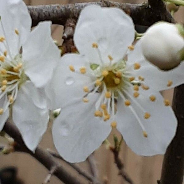 Prunus domestica Virág