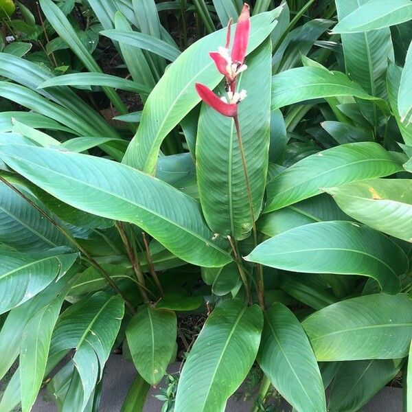 Heliconia psittacorum Хабит