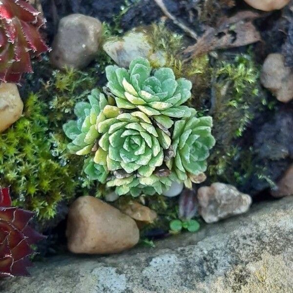 Sempervivum montanum 葉