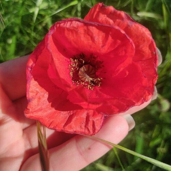 Papaver dubium Flor