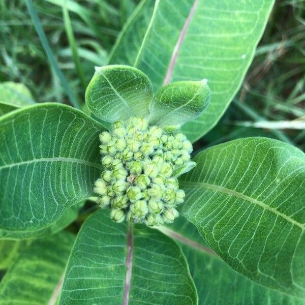 Asclepias viridiflora Hoja