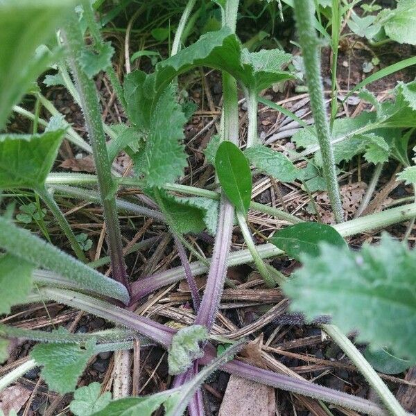 Brassica juncea Annet