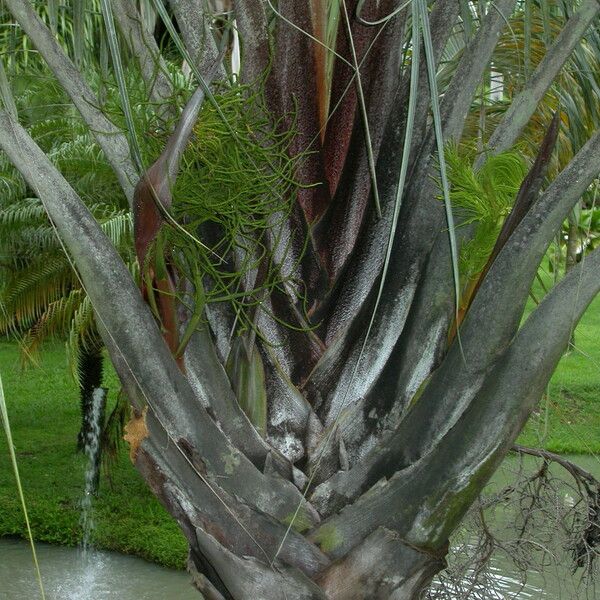 Dypsis decaryi Schors