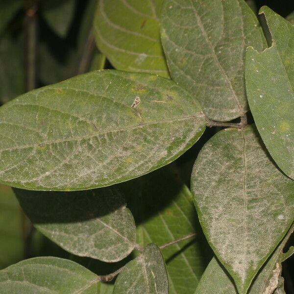 Centrosema pubescens Blad