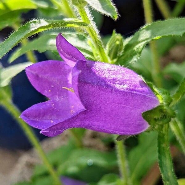 Campanula medium Цвят