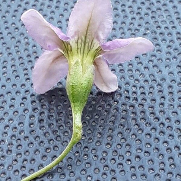 Lycium barbarum Flower