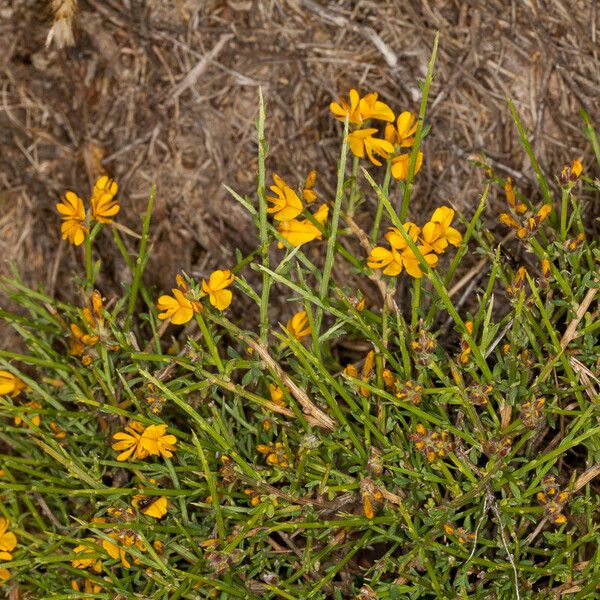 Genista salzmannii Habit