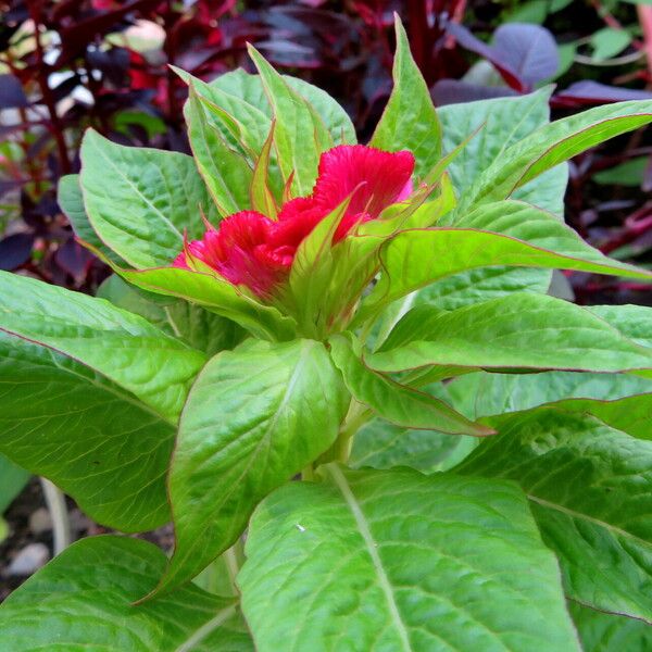 Celosia argentea Blüte