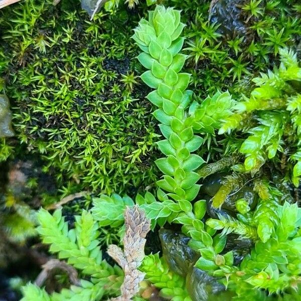 Selaginella denticulata Hostoa