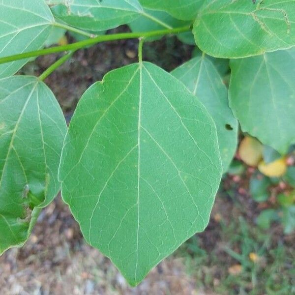 Cordia dichotoma 叶