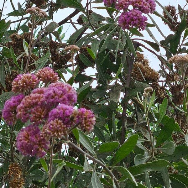 Tessaria integrifolia Floro