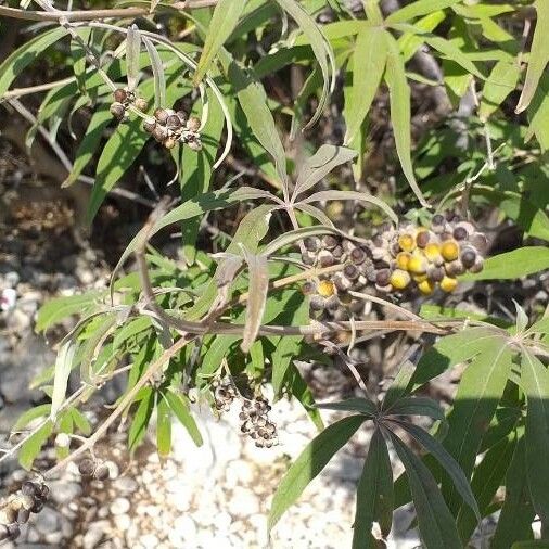 Vitex agnus-castus Fruit