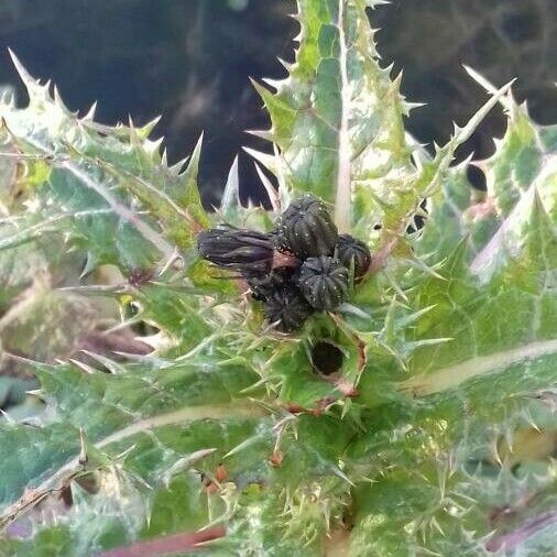 Sonchus asper Іншае