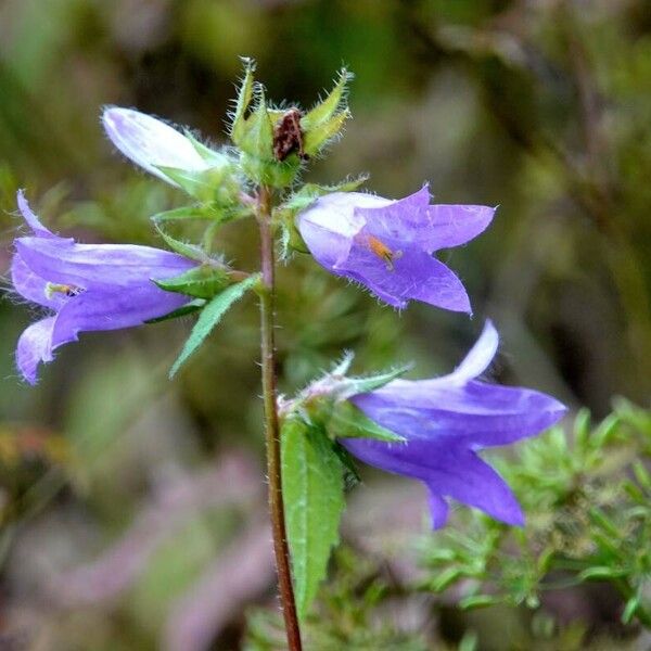 Campanula trachelium Flor