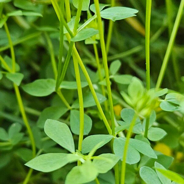 Lotus tenuis چھال