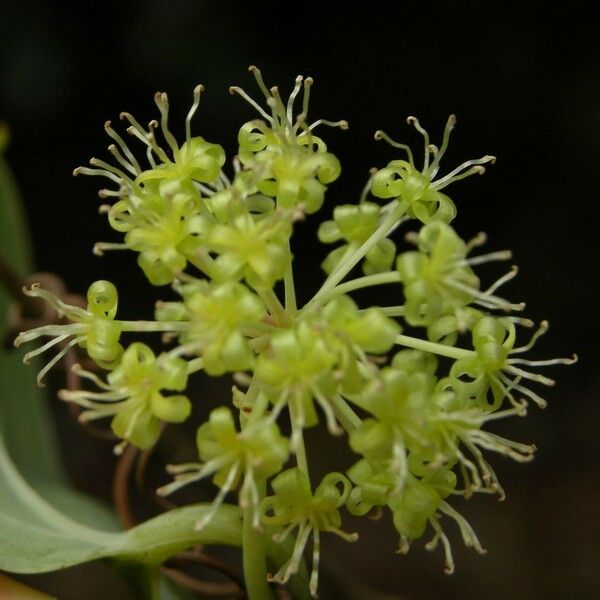 Smilax anceps Flower