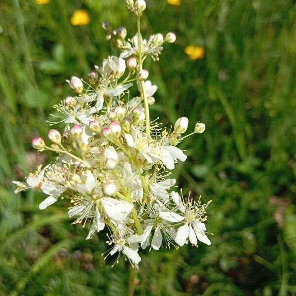 Filipendula vulgaris Floro