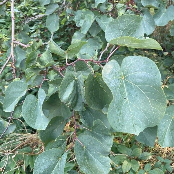 Cercis siliquastrum पत्ता