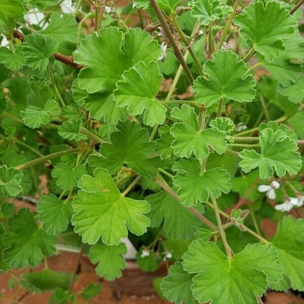 Pelargonium althaeoides