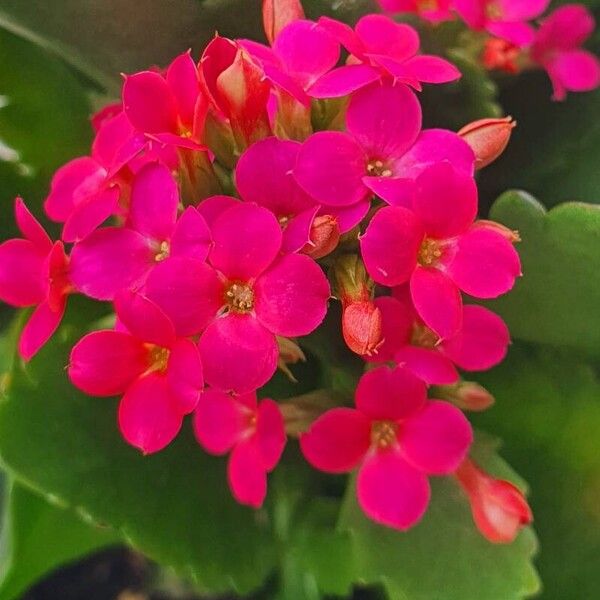 Kalanchoe crenata Blomst