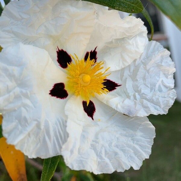 Cistus ladanifer Kvet