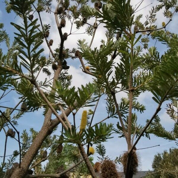 Banksia marginata Habit
