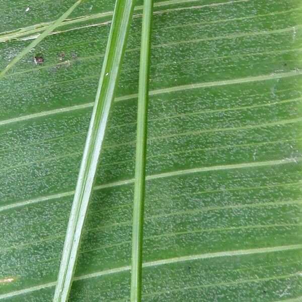 Rhynchospora radicans Flower