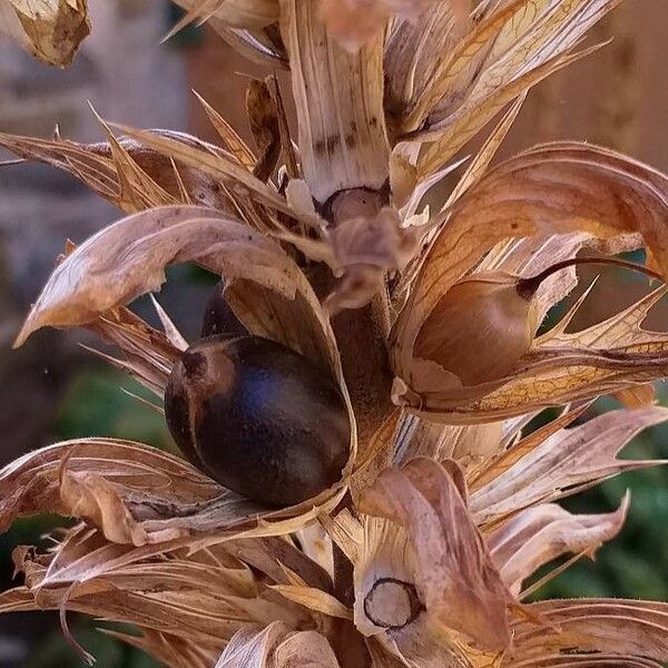 Acanthus mollis Owoc