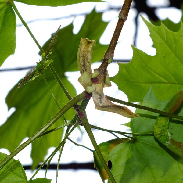 Acer platanoides برگ