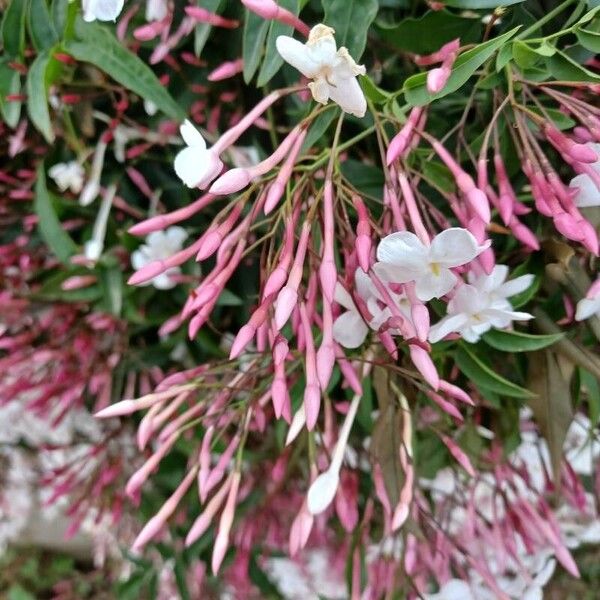 Jasminum polyanthum Flor