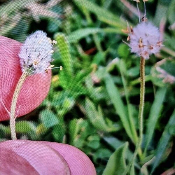 Plantago lagopus Blüte