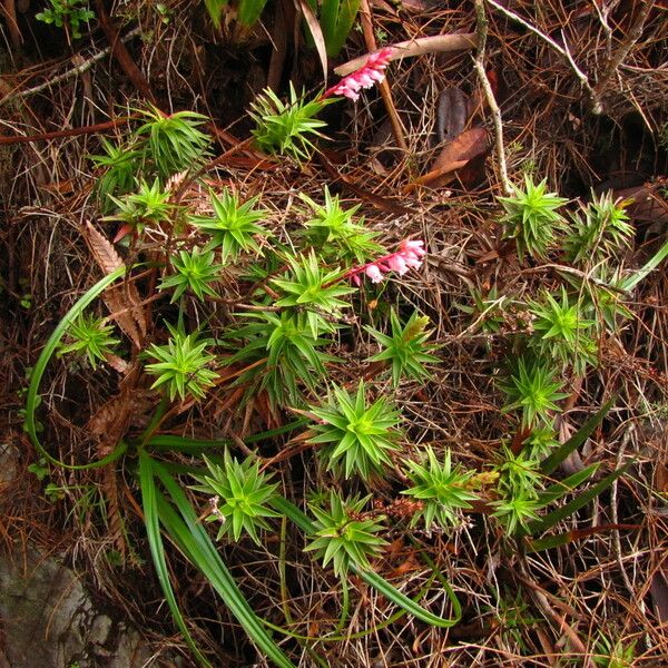 Dracophyllum ouaiemense
