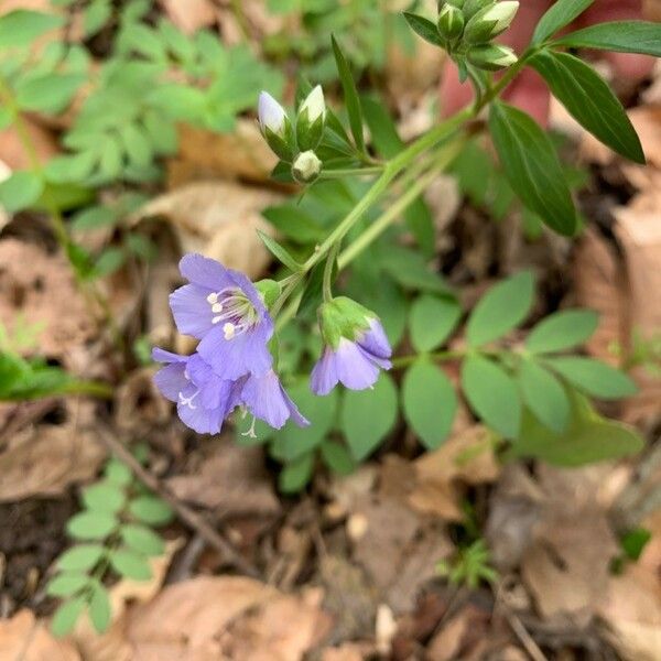 Polemonium reptans Flor