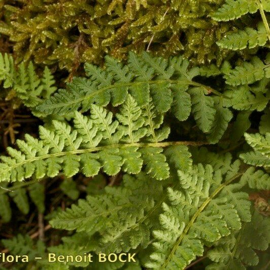 Woodsia ilvensis 其他