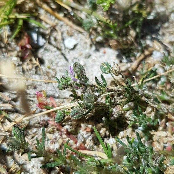 Spergularia rubra Muu