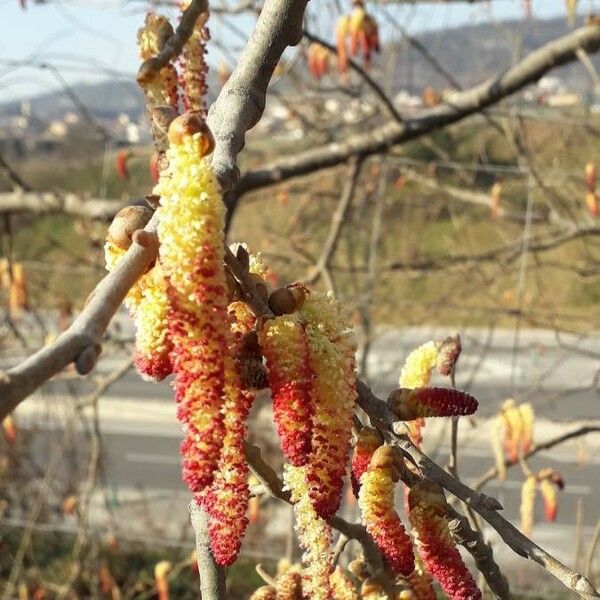 Populus nigra Floare