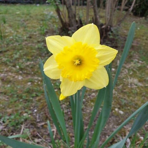 Narcissus pseudonarcissus Flower