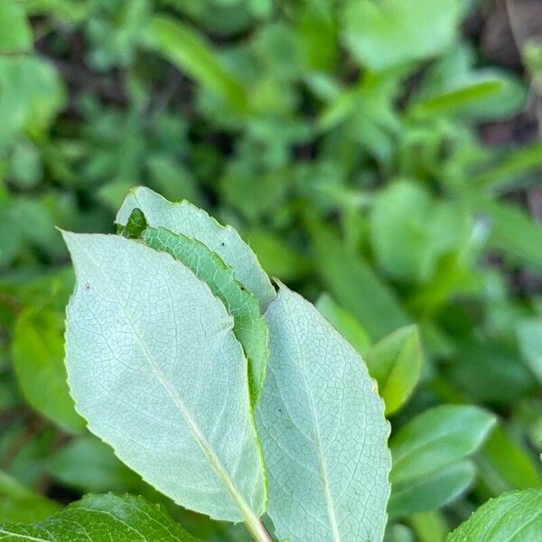 Salix hastata Yaprak