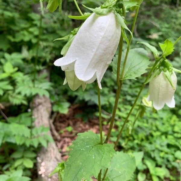 Campanula punctata Flors