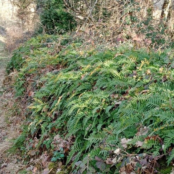 Polypodium vulgare Hostoa