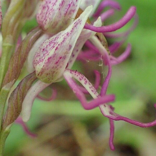Orchis simia Vrucht